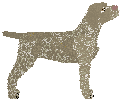 Dragosani Portfolio of a Dragon — “Threat”