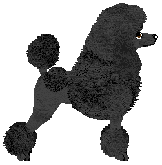 Pompadour Sanglier Légendaire — “Amber”