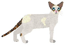 Cymophane Global Status Report — “Waragi”