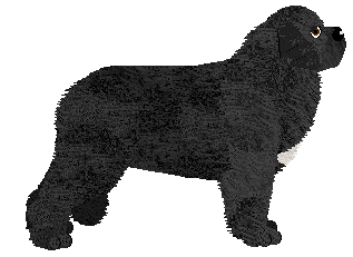 Flame/Oakley's If I Stay — “Quinn”