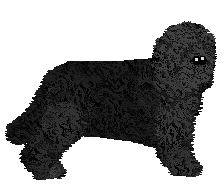 Profile image of Clover's Creamy Caramel at Energizing