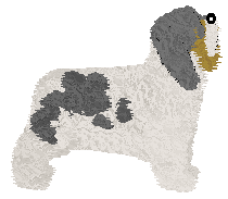 Polka Dom Wschodzącego Słońca — “Kazik”