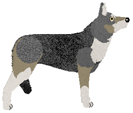 Energizing Kiss Me — “Wolfie”