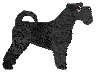 Bearded Force Disco Polo — “Jack”