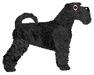 Bearded Force Disco Polo — “Jack”