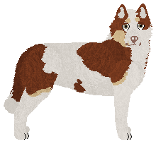 Profile image of Cava AURORA