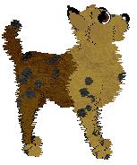 EC's Stars and Stripes Forever — “Eagle”