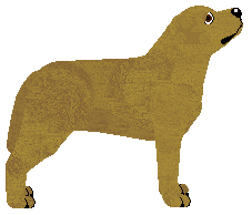 Steadfast Looks Like Gabryś — “Gabe”