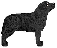 MORPHEE's Sabazios — “Dragon”