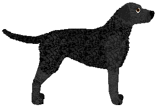 MORPHEE's Tunrida — “Tila”