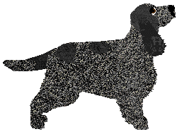 Shades Don't Cha — “Aja”