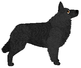 Converse BELG DO PARY — “Belg”