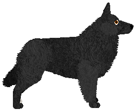 Converse BELG DO PARY — “Belg”