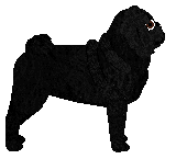 SIDAI Best in Snow — “Snow”