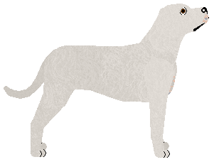 Cansas' Something's Gotta Give — “Bona”