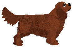 Blizzard Passiflora — “Luisa”