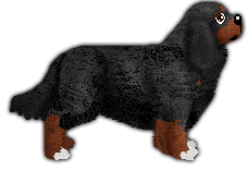 Profile image of Blizzard Reveal Forgotten Dream