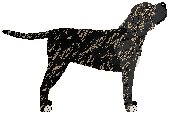 Cansas' Bout Ta' Bubble — “Kira”