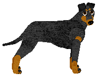 Profile image of Energizing BLACK FERRARI