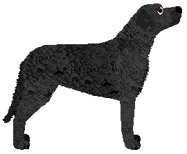 MORPHEE's Thoth — “Noir”