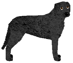 Profile image of MORPHEE's Thoth