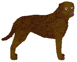 Profile image of MORPHEE's Tamuz