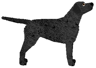 MORPHEE's Bast — “Basta”