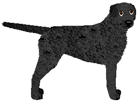 Profile image of MORPHEE's Bast