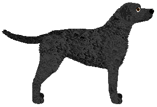 MORPHEE's Cimeries — “Dexter”