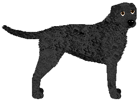 Profile image of MORPHEE's Cimeries