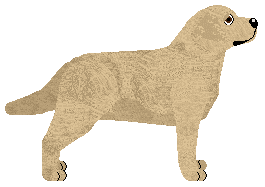 LANCELOT Amore Mio — “Lucky”