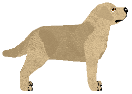 MORPHEE's Miracle — “Mira”