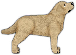 Profile image of Blizzard MOLO CREMOLLO