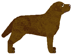 Steadfast Classy — “Klasa”