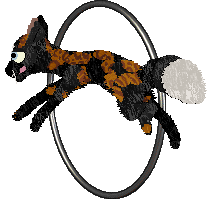 Sour Malt Soda — “Dutch”