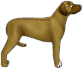 Profile image of Blizzard DANCING WITH LIONS