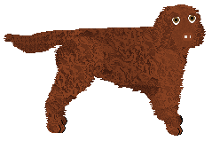 Profile image of Geriatrix Forbidden Nuggets