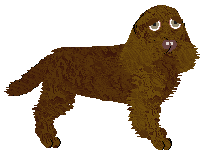 Profile image of Geriatrix Americanization