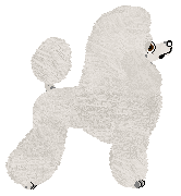 Sautillé Hot and Spotty at Kezia — “Buba”