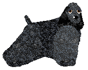 Weel's CZARNY JAK NOC — “Czornyj”