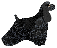 MPWD's Czarna Mamba of Jeanelle — “Draka”