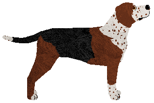 Cansas' Never Enuf — “Hank”