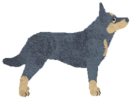 Oakwood's Amber Kelpie — “Lady”