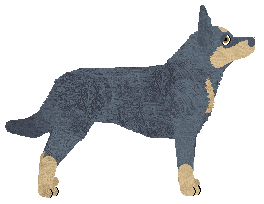 Oakwood's Amber Kelpie — “Lady”