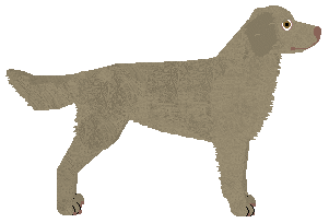 Dragosani ODNAJDĘ WSZYSTKIE BO — “Eevee”