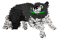 Come Bye's Fearless — “Maisie”