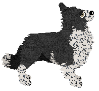 Come Bye's Fearless — “Maisie”