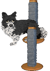 Come Bye's Fearless — “Maisie”