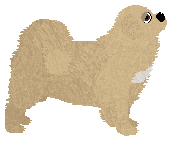 Bear of Explosion — “Tibby”