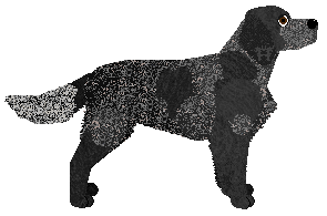 Kimber's Dazzle 'Em Blue — “Dazzle”